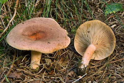 Lactarius deterrimus, Рыжик еловый