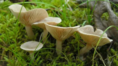 Мицелий Рыжика елового / Еловик (Lactarius deterrimus)