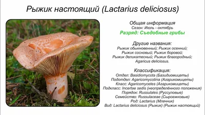 Рыжик: описание гриба, как выглядит и какого цвета, где растет, польза, вред