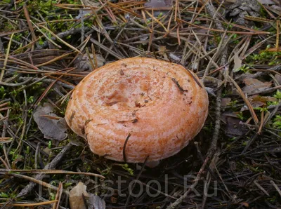 Рыжик сосновый (настоящий), Lactarius deliciosus - Грибы Средней Полосы