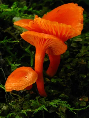 Рыжик еловый (Lactarius deterrimus) – Грибы Сибири