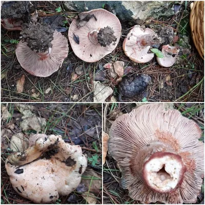 Cantharellus cibarius, Лисичка обыкновенная