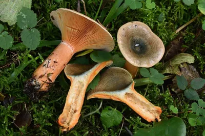 Грибы Калужской области: Рыжик настоящий (Lactarius deliciosus) Все фото  гриба на сайте