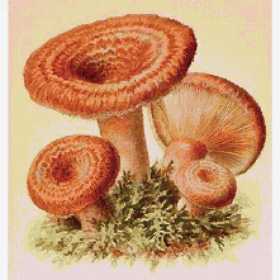 Рыжик сосновый - Lactarius deliciosus - Грибы Уломы Железной