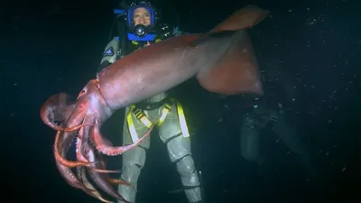 Каких размеров может достигать гигантский кальмар, обитающий в глубинах  Антарктики | Заметки о животных | Дзен