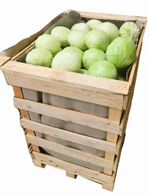 Цветная капуста (Китай) 2,5 кг купить в Иркутске с доставкой, цена на сайте  | ETExpress