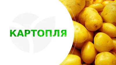 Семенной картофель Раноми (1 репродукция) купить в Украине | Веснодар