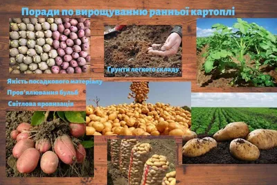 Розпродаж картоплі за зниженими цінами — Agro-Ukraine