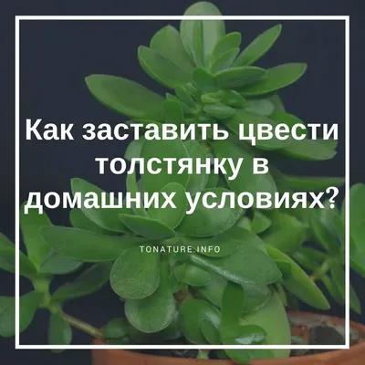 Мушки перед глазами, лопнувшие сосуды и мутная картинка – когда надо срочно  бежать к окулисту – Фотогалерея, фото 1 - MySlo.ru