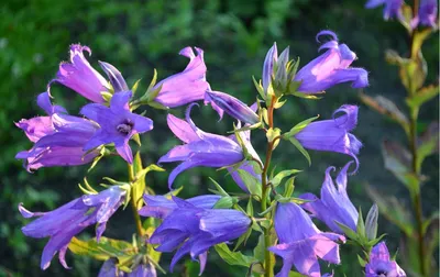 Колокольчик точечный (Campanula punctata) купить в blumgarden.ru