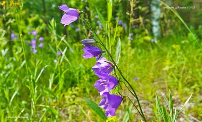 Колокольчик \"Красноярск\" металл подкова купить по выгодной цене 🌲  Интернет-магазин \"Тайга Сибири\" 🌲