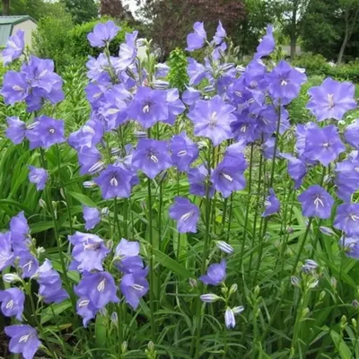 Колокольчик карпатский (Campanula carpatica `Blue Clips`) - Колокольчик  карпатский - Колокольчик - Многолетники - Каталог - LESKOVO-PITOMNIK.ru