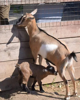 Козы и козлы: 8 интересных фактов о полорогих, которые могут удивить  начинающего зоотехника | Приключения натуралиста | Дзен