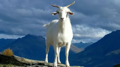 Альпийская коза 3D модель - Скачать Животные на 3DModels.org
