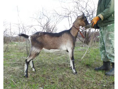 Камерунская коза — Зоопарк Садгород