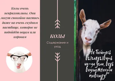 13 отличительных особенностей коз и овец | Бодрый Козовод | Дзен