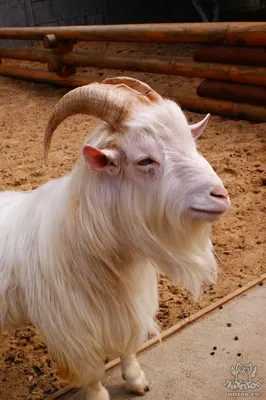 small white furry goat goatling on the eco farm,village, козленок коза  пушистая маленькая на эко ферма деревня, белая. Stock Photo | Adobe Stock