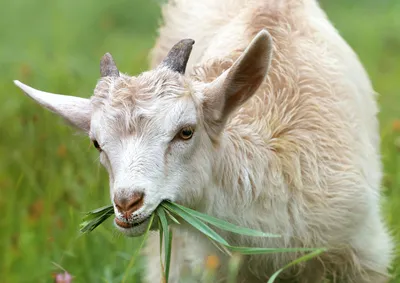 10 поступков и привычек козы, которые могут удивить начинающих зоологов |  Приключения натуралиста | Дзен