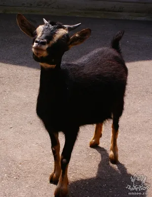 Англо-нубийские козы: мифы и реальность