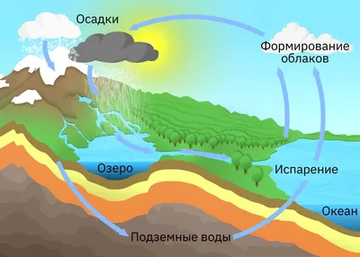 Круговорот воды в природе простыми словами | Ты серьезно? Не верю! | Дзен