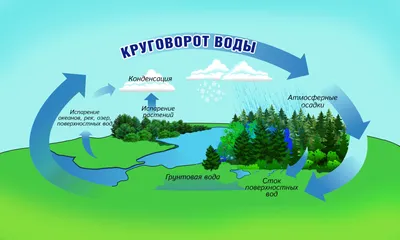 схематично изобразите круговорот воды в природе.Пожалуйста. - Школьные  Знания.com