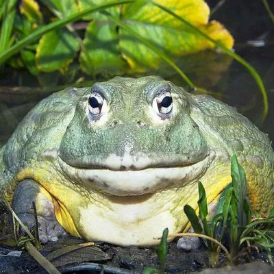 Лягушка-бык - Lithobates catesbeianus (M)