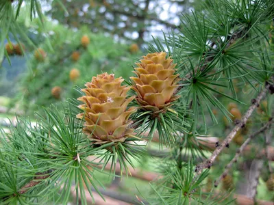 Larix kaempferi - Изображение особи - Плантариум