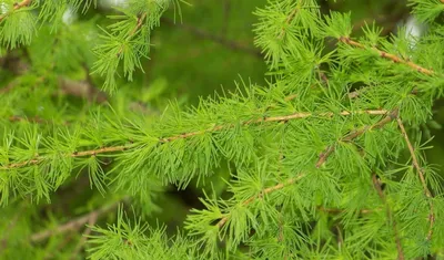 Лиственница Кемпфера (Larix kaempferi) “Grey Pearl”