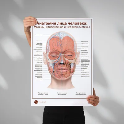 Выражение лица оказалось способно передавать сложную эмоциональную  информацию