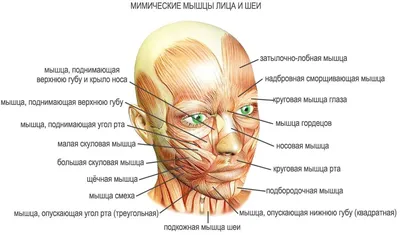 Рисунки людей, девушек - картинки для срисовки (57 фото)