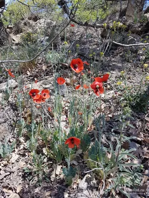 Мак восточный Алый (Papaver Orientale)