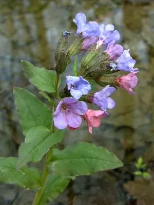 Медуница неясная (Pulmonaria obscura Dumort.)