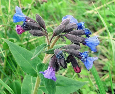 Медуница мягчайшая - Pulmonaria mollis — купить в Красноярске. Пряные и  лекарственные травы на интернет-аукционе Au.ru