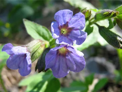 Медуница сахарная Dora Bielefeld (Pulmonaria saccharata Dora Bielefeld)