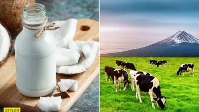Чем отличается молоко разной жирности?