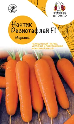 Почему морковь корявая и рогатая: причины проблемы и решение? - AGRO.UZ