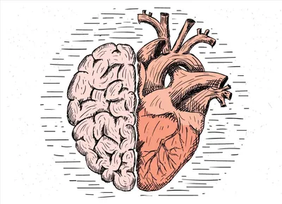 У сердца есть свой мозг