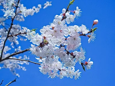 Новруз Байрам поздравляю🌷Красивые поздравления и песни про новруз  байрам... | Песни, Открытки, Праздник