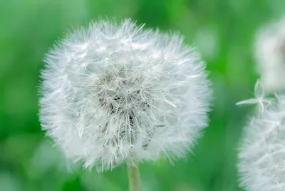 Одуванчик лекарственный (Taraxacum campylodes) - PictureThis