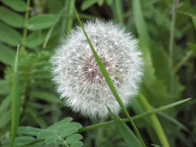 Одуванчик лекарственный ( Taraxacum officinale ). Общий вид цветущих  растений и одиночный цветок крупным планом Stock Photo | Adobe Stock