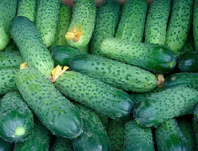 Огурец посевно́й - Sremski F1 - Cucumis sativus – Garden Seeds Market |  Бесплатная доставка