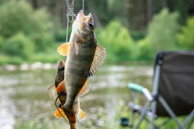 ☰ Окунь морской красный «Red perch» Норвегия цена от 290 грн заказать с  доставкой в городе Киев