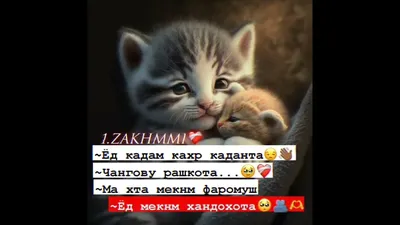 картинкаи рузи ошико｜TikTok Search