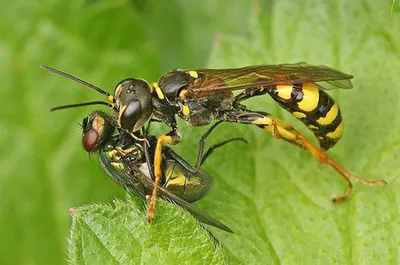 Общественные осы (Hymenoptera: Vespidae) Львовской области - The social  wasps (Hymenoptera: Vespidae) of the Lviv region, Ukraine