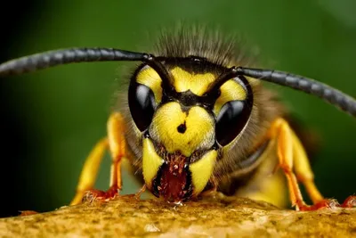 Оса лесная (Dolichovespula sylvestris) - Picture Insect