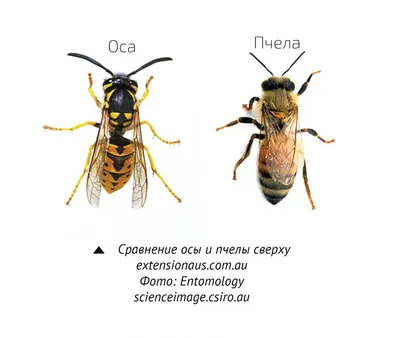 Самая большая оса в мире. Где живет и чем опасна - Hi-News.ru
