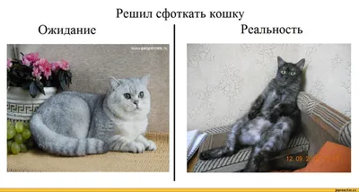 Решил сфоткать кошку Ожидание Реальность / ожидание vs реальность :: котэ  (прикольные картинки с кошками) / смешные картинки и другие приколы:  комиксы, гиф анимация, видео, лучший интеллектуальный юмор.