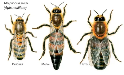 Картинки на тему #пчелы - в Шедевруме