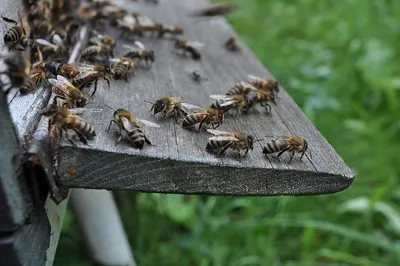 Гигантская пчела (Apis dorsata) - Picture Insect