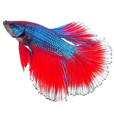 Петушок Супердельта (Betta splendens) купить | Аквамир Тольятти